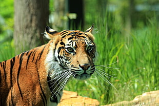 close up photo of a Tiger near green grass field and flowers