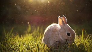 brown rabbit photo during daytime HD wallpaper