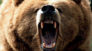 brown bear, Grizzly Bears, roar, bears, animals HD wallpaper