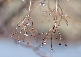 clear liquid drops in plants branches