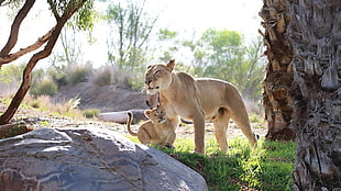 brown and white short coated dog, lion, feline