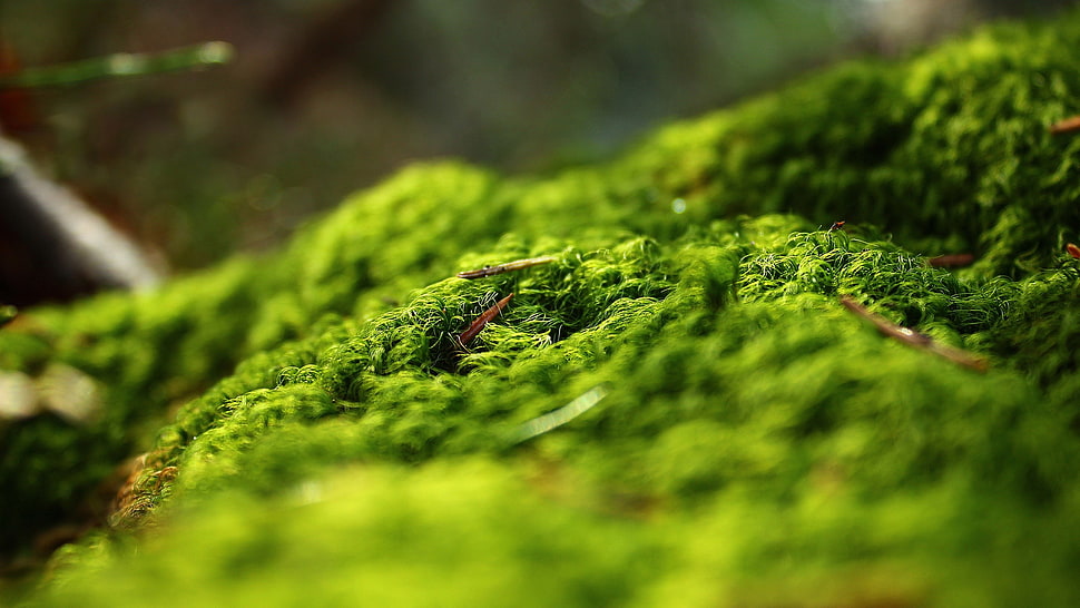 green plants, macro, moss HD wallpaper