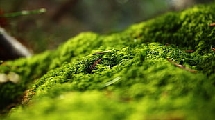 green plants, macro, moss