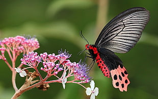 Papilio Lowi on pink petaled flowers close up photo