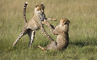 two Cheetah playing HD wallpaper