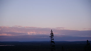 silhouette of tree, Finland, forest, landscape, nature