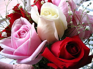 red, white and pink roses