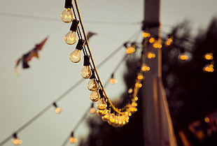 close photo of string lights
