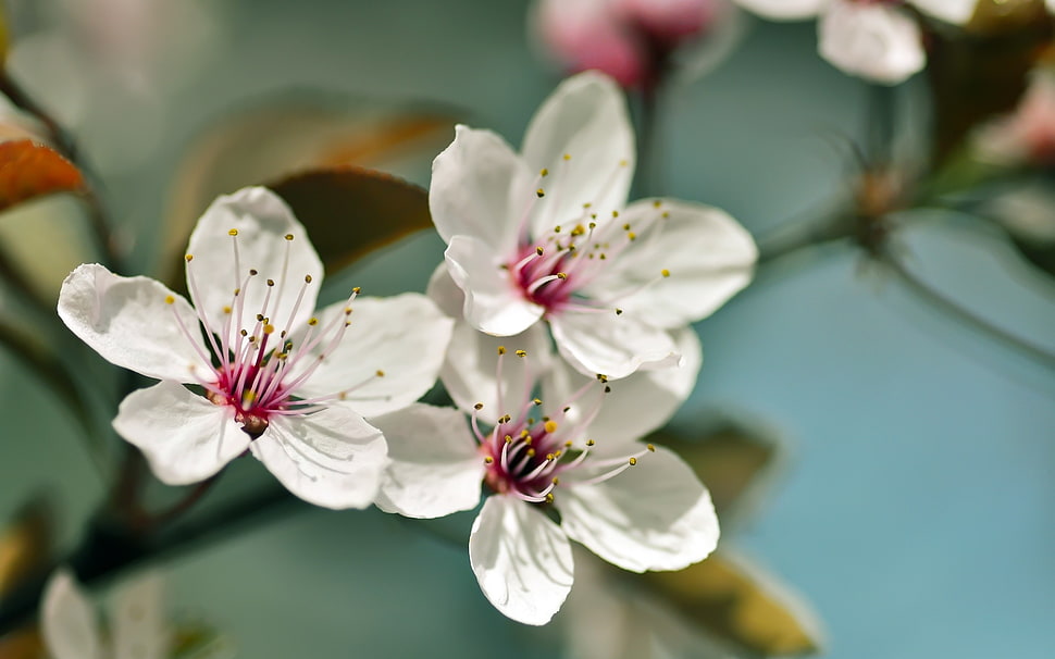 white petaled flower HD wallpaper