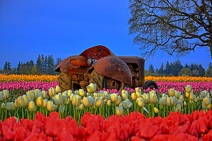 brown farming tractor surrounded by tulips flowers