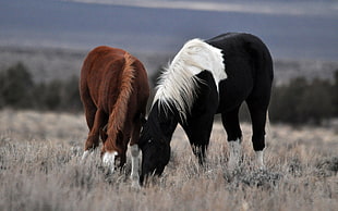 two black and brown horse eating grass