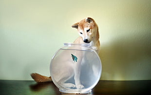 white and brown Shiba Inu staring at blue fish on clear glass fish bowl