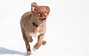 brown short-coated puppy running on snowfield