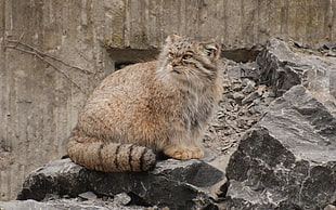 brown fur cat on rock