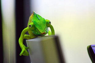 depth of field photo of chameleon