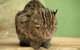 shallow focus photography of short-coated brown cat