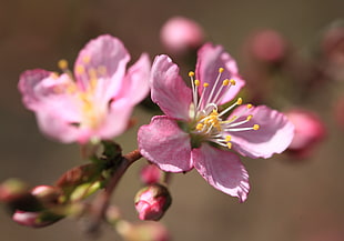 pink flower on branch, prunus japonica, japanese