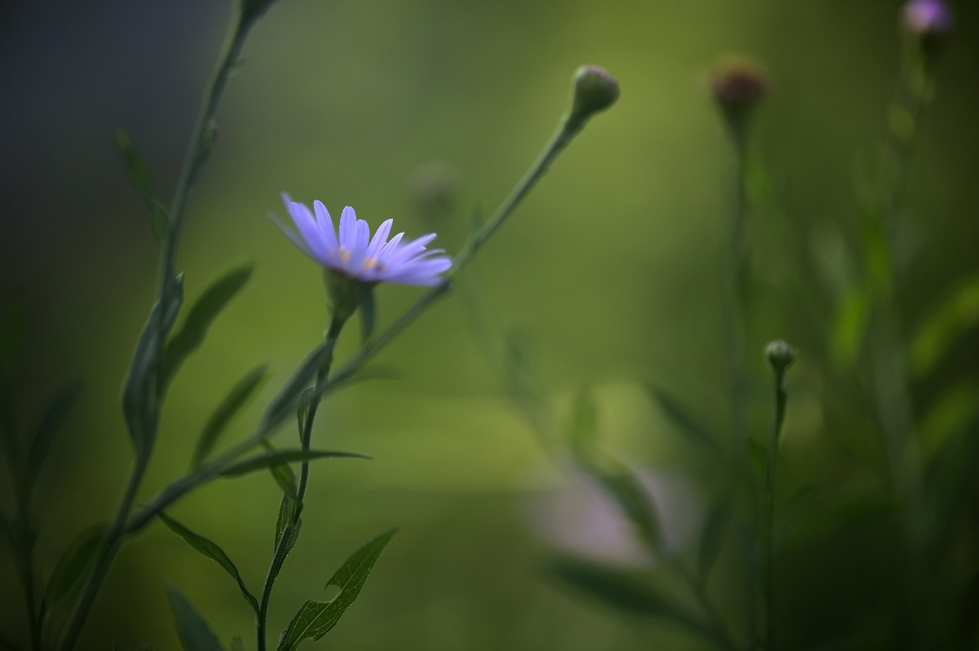 selective focus photography of purple Aster flower, daisy flower