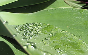 green leafed plant, macro, water drops, plants HD wallpaper