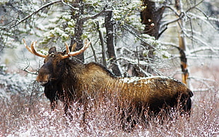 photo of brown moose in forest HD wallpaper