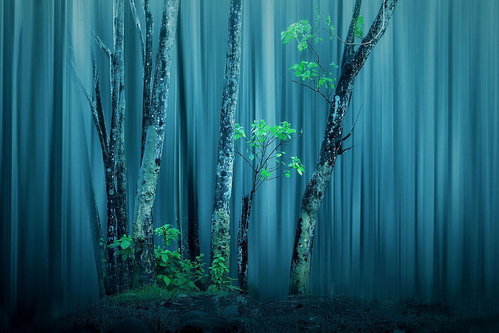 green leafed tree, trees, mist, forest, nature HD wallpaper