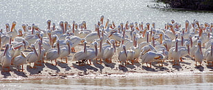 flock of pelicans, national wildlife refuge HD wallpaper