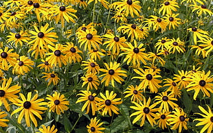 selective focus photography of yellow black eyed susan flowers HD wallpaper