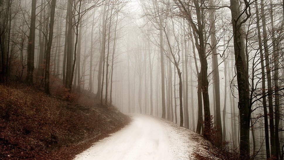 leafed trees, seasons, winter, path, forest HD wallpaper