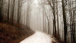 leafed trees, seasons, winter, path, forest