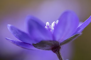 macro photography of purple petal flowers HD wallpaper