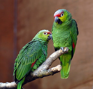 two green and red parrots on tree trunk, ecuadorian amazon