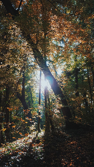 brown tree trunk, nature, forest, trees, Sun