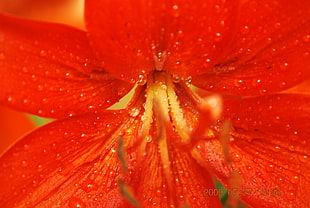 macro photo of red petaled flower