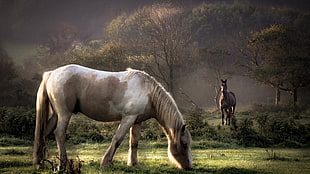 white and brown horse, animals, horse, nature