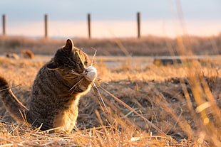 grey tabby cat playing dried grass in an open field during day time HD wallpaper