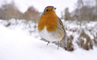 brown and white small beak bird on a snow surface HD wallpaper