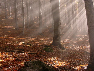 morning shadow in forests tress HD wallpaper