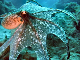 gray sea creature, animals, octopus HD wallpaper