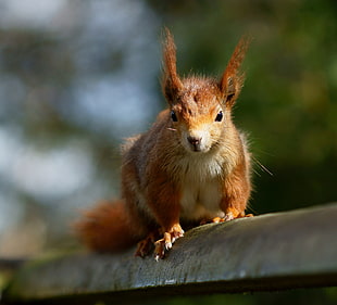 selective focus photography of red squirrel