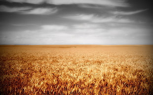 brown grain field, field, plants, wheat, sky