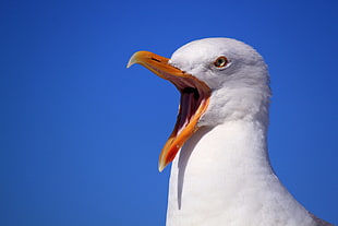 close up photography of white bird