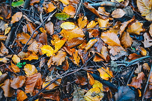 dried leaves lot, Foliage, Fallen, Autumn HD wallpaper