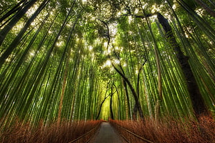 bamboo forest, landscape, nature, bamboo, forest HD wallpaper
