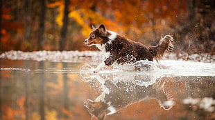 small short-coated white and brown dog, dog, animals, water, running HD wallpaper
