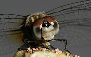 macro photography of brown dragonfly
