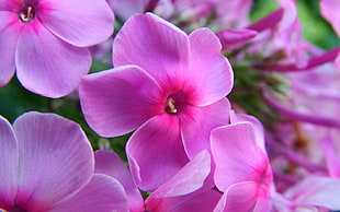 closeup photo of pink Impatiens flower
