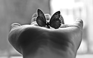 depth of field grayscale photo of spotted butterfly on person's left palm