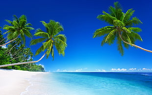 coconut trees on seashore under blue sky