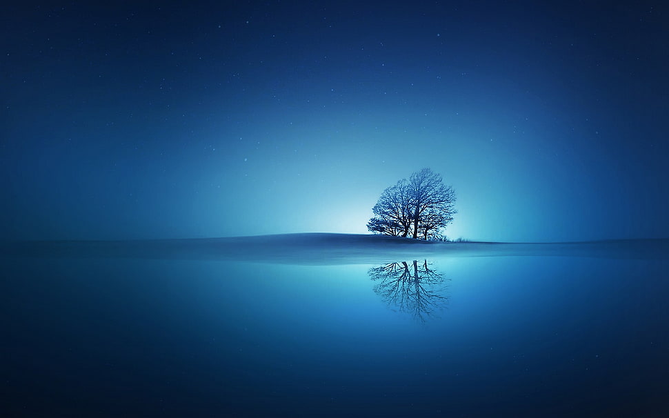 nature, landscape, trees HD wallpaper