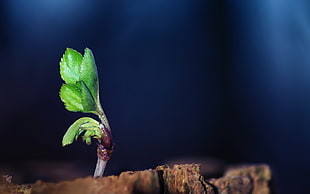 focust photo of green leaf plant HD wallpaper